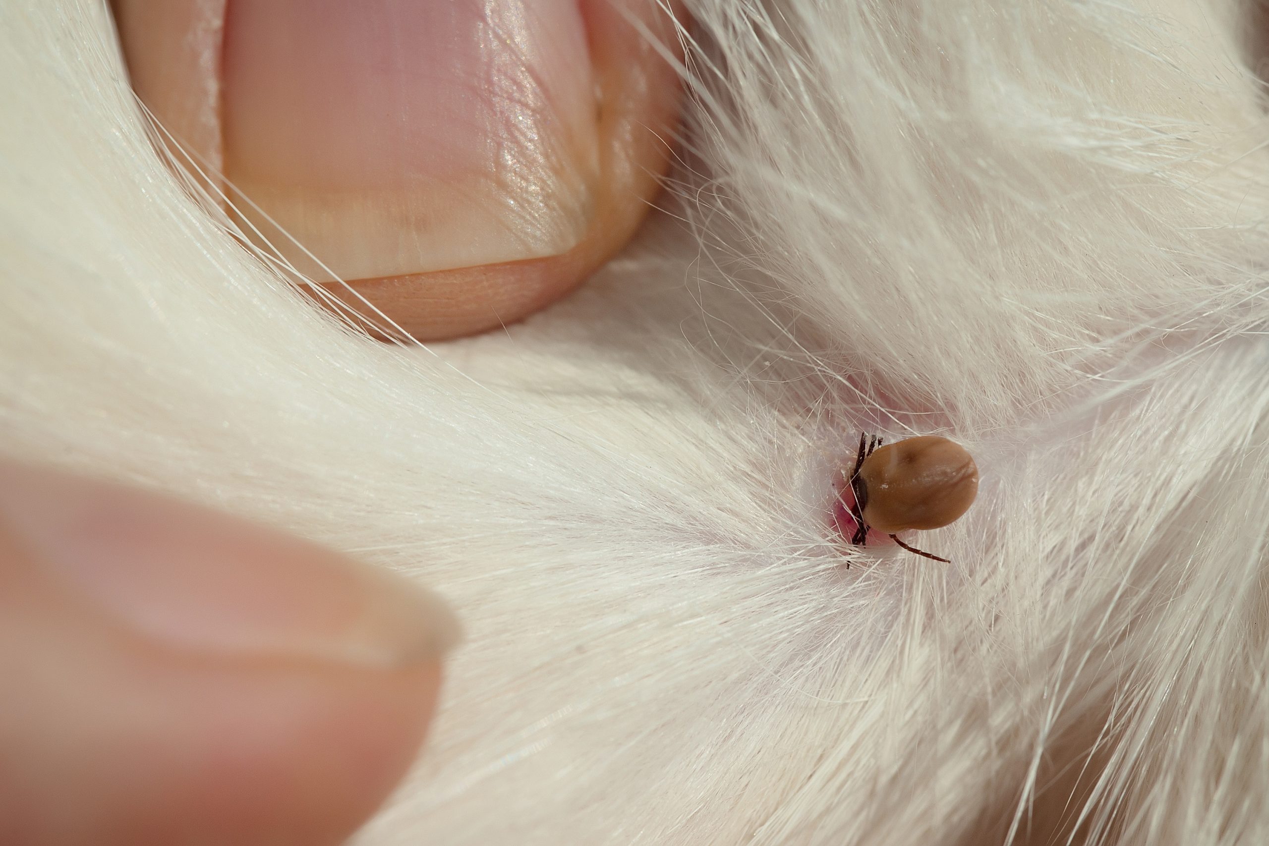 Close up of the tick